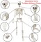 5.4Ft Halloween Life Size Skeleton Decoration, Posable Full Body Giant Human Skeleton Prop with Black Cloak Plastic Large Skeleton for Halloween Party Outdoor Indoor Yard Lawn Scary Decor